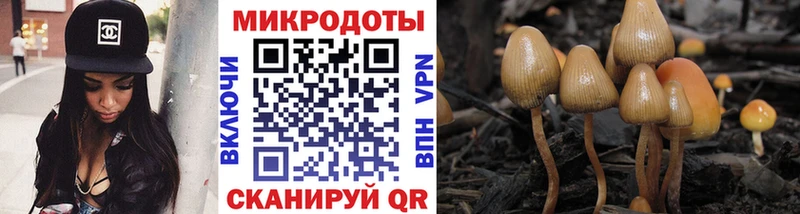 Галлюциногенные грибы Psilocybe  Купить  Новосибирск 
